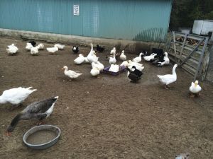 Raleigh's Poultry Farm, Long Island