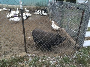 Raleigh's Poultry Farm, Long Island