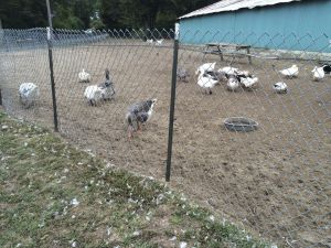 Raleigh's Poultry Farm, Long Island