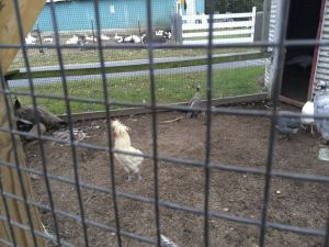 Raleigh's Poultry Farm, Long Island